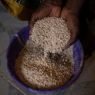 A close-up picture of hands scooping up sorghum from a bowl